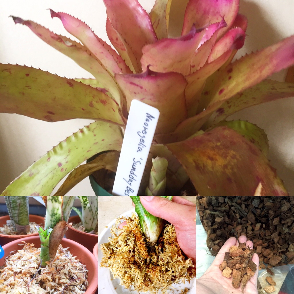 Frontier Plants】タンクブロメリアの植え替え方法【フロンティア