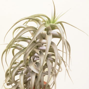 チランジア・カクティコラグローウィングフォーム　Tillandsia　Tillandsia cacticola ‘Growing form’　育て方　図鑑