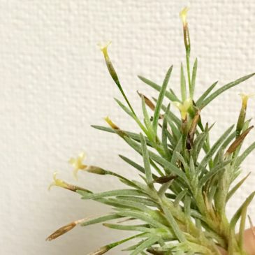 チランジア・カピラリス　Tillandsia capillaris　育て方　図鑑