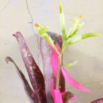 ビルベルギア・ロゼアの花