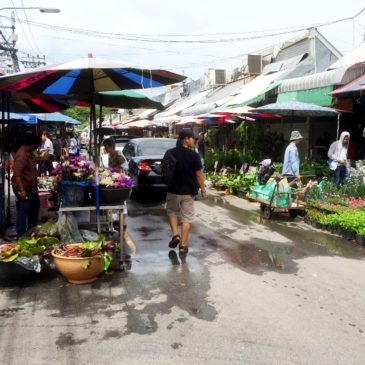 【Frontier Plants】タイ（バンコク）の植物　買い付け旅行記 チャトチャックマーケット編（場内の様子）