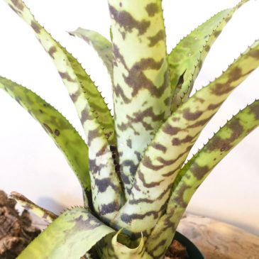 エクメア・バート　Aechmea’Bert’（Ae.orlandiana × Ae.fosteriana）　育て方 図鑑　【Frontier Plants】