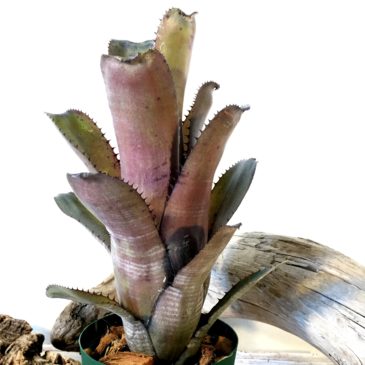 ビルベルギア・ゲルダ　Billbergia ‘Gerda’（horrida v. tigrina×amoena v .viridis）育て方 図鑑　【Frontier Plants】