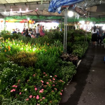 【Frontier Plants】タイ（バンコク）の植物　買い付け旅行記　植物検疫と税関検査編