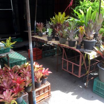 【Frontier Plants】タイ（バンコク）の植物　買い付け旅行記　チャトチャックマーケット編（買い物編）