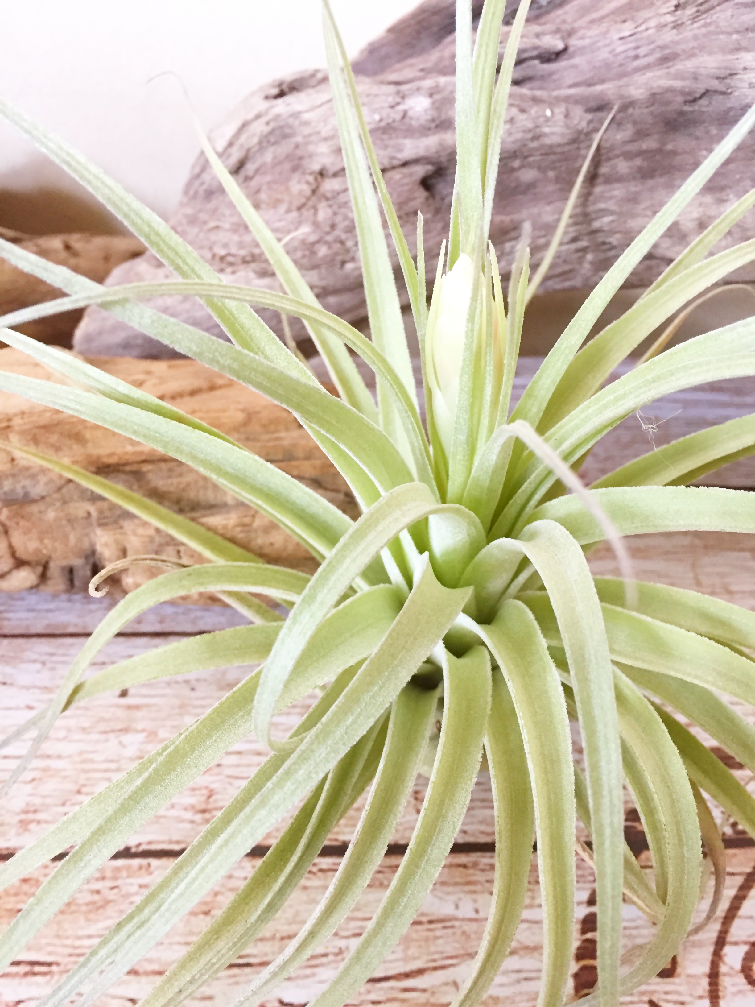 Frontier Plants】8月19日入荷予定分 チランジア93種紹介 交配種