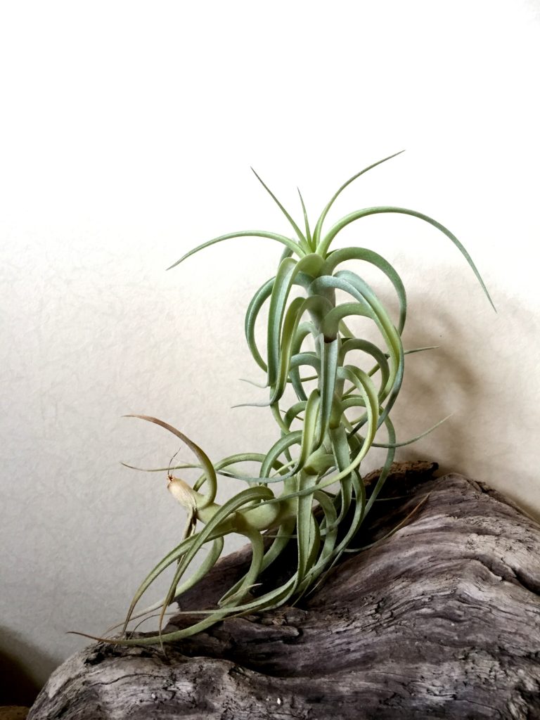 チランジア・ベルゲリ・カウレッセントフォーム　Tillandsia bergeri ‘Caulescent Form’