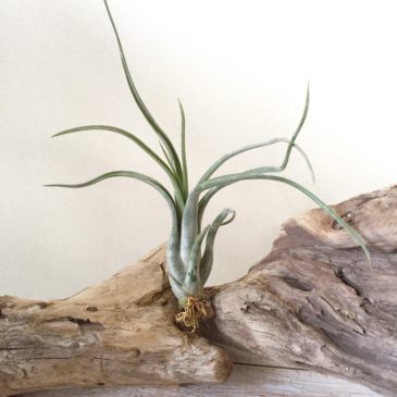 チランジア・パウシフォリア・メキシコフォーム　Tillandsia paucifolia ‘Mexico Form’　育て方　図鑑