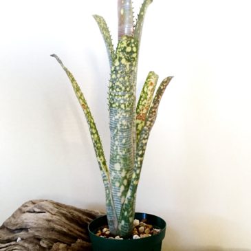 ビルベルギア・ライムストーン　Billbergia ‘Limestone’（Bill. ‘Estrella’ × Bill. ‘Domingos Martins’）　育て方 図鑑　【Frontier Plants】