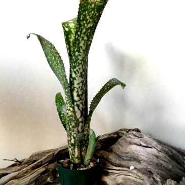 ビルベルギア・コールドフュージョン　Billbergia `Cold Fusion’ (vittata ‘Domingos Martins’  × leptopoda)　育て方 図鑑　【Frontier Plants】