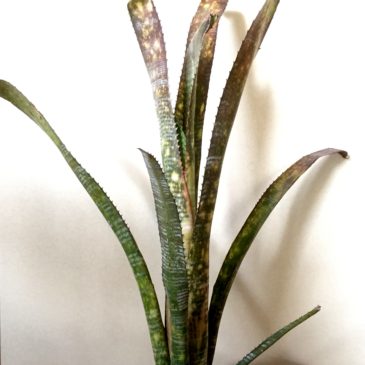 ビルベルギア・プナプライド　Billbergia Puna Pride  (Bill.kuhlmannii × Bill.‘Domingos Martins’)　育て方 図鑑　【Frontier Plants】