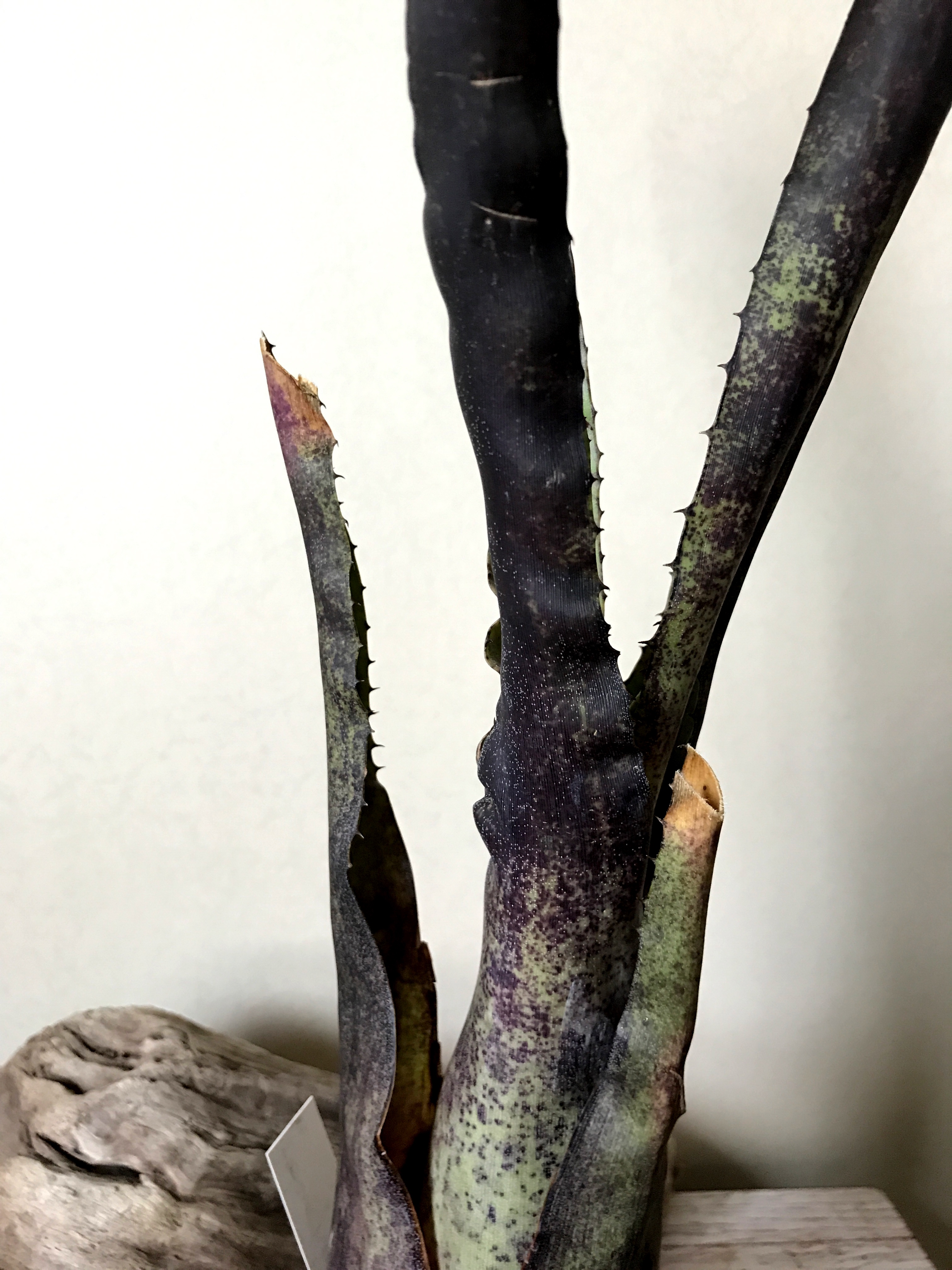 ホヘンベルギア・ペンナエ Hohenbergia pennae タンクブロメリア 育て 