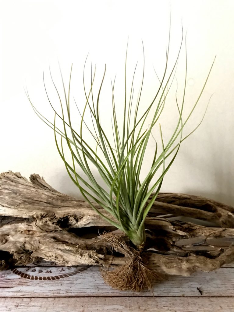 チランジア・ロドリゲジアナ・ハイブリッド　Tillandsia rodrigueziana ‘Hybrid’