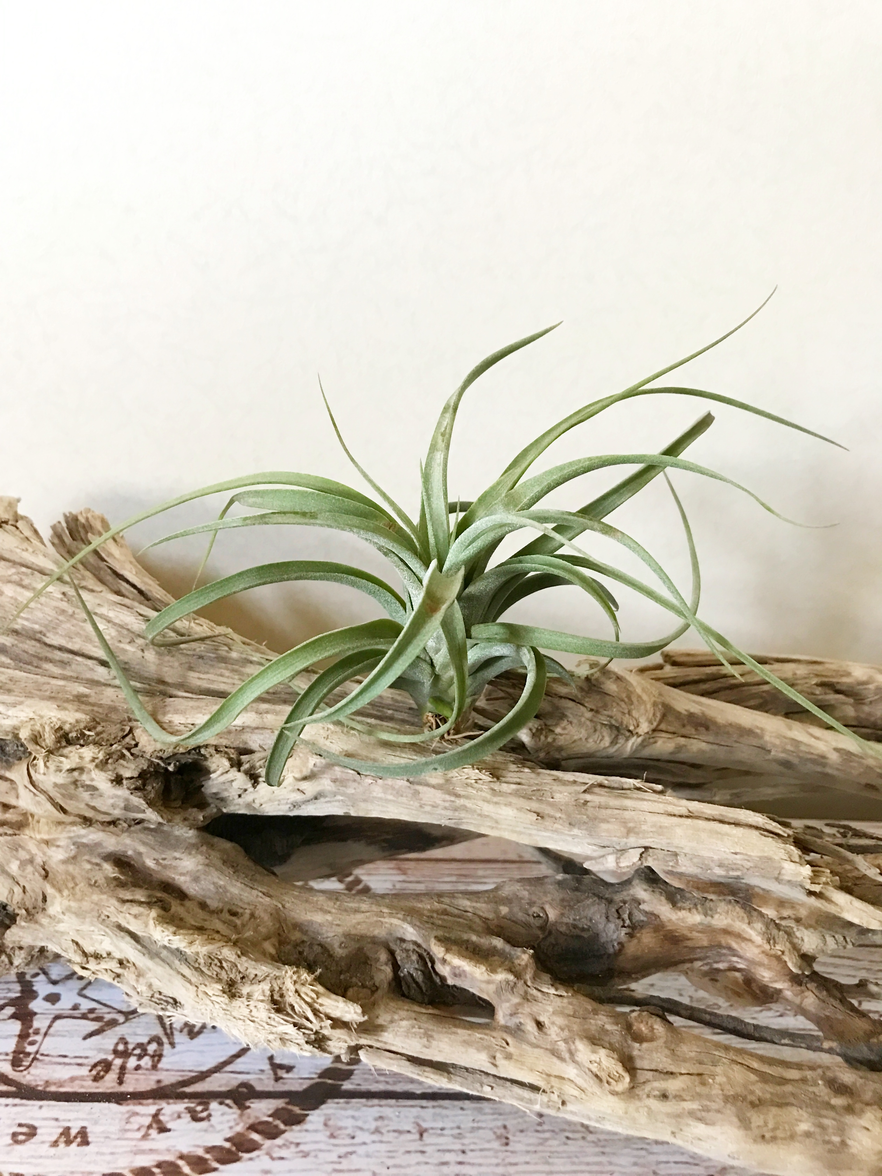チランジア・コンコロール×ストレプトフィラ Tillandsia concolor × T