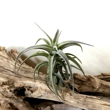 チランジア・ラティフォリア・ドワーフフォーム　Tillandsia latifolia ‘Dwarf Form’　ティランジア育て方　図鑑