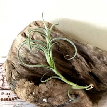 チランジア・クロカータ・ジャイアント　Tillandsia crocata ‘Giant’　ティランジア育て方　図鑑
