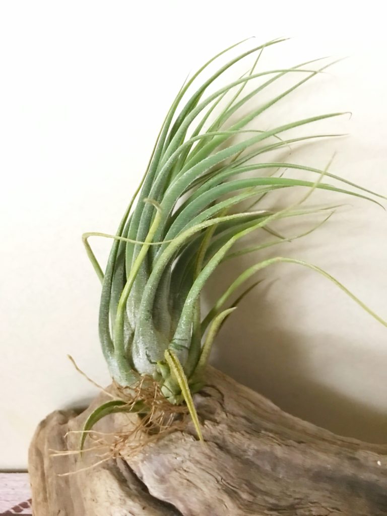 チランジア・セレリアナ×シルシナトイデス　Tillandsia seleriana × T.circinnatoides