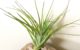 チランジア・テヌイフォリア・ブロンズジャイアント　T.tenuifolia ‘Bronze Giant’