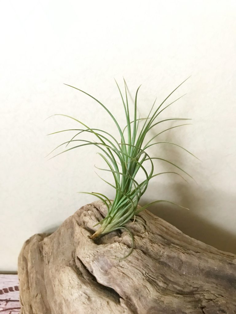 チランジア・テヌイフォリア・トール　T.tenuifolia ‘Tall’