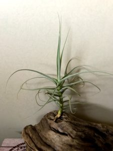 チランジア・ストラミネア×アリザ　Tillandsia straminea × T.arhiza