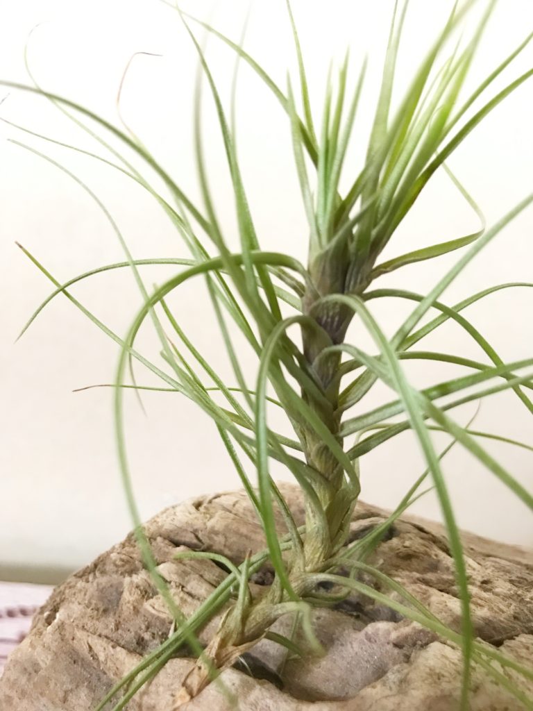 チランジア・テヌイフォリア・ファインリーフ　T. tenuifolia ‘Fine Leaf’
