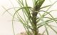 チランジア・テヌイフォリア・ファインリーフ　T. tenuifolia ‘Fine Leaf’