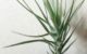 チランジア・テヌイフォリア・オープン　Tillandsia tenuifolia ‘Open’