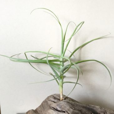 【FrontierPlants】チランジア・アリザ・ジャイアント　Tillandsia arhiza ‘Giant’　ティランジア育て方　図鑑