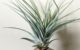 チランジア・ファシクラータ・ペイントブラッシュ　Tillandsia fasciculata ‘Paint Brush’