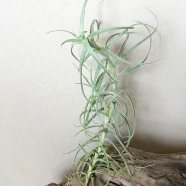 【FrontierPlants】チランジア・パレアセア×テクトラム　Tillandsia paleacea × T. tectorum　ティランジア育て方　図鑑