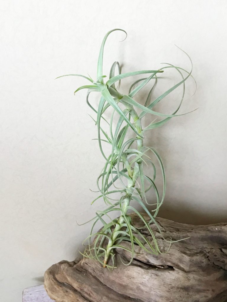 チランジア・パレアセア×テクトラム　Tillandsia paleacea × T. tectorum