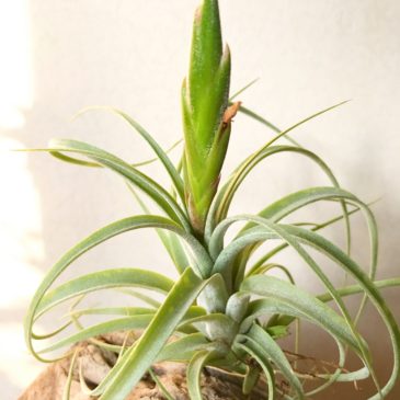 チランジア・コンコロール×ストレプトフィラ　Tillandsia concolor × T.streptophylla　ティランジア育て方　図鑑