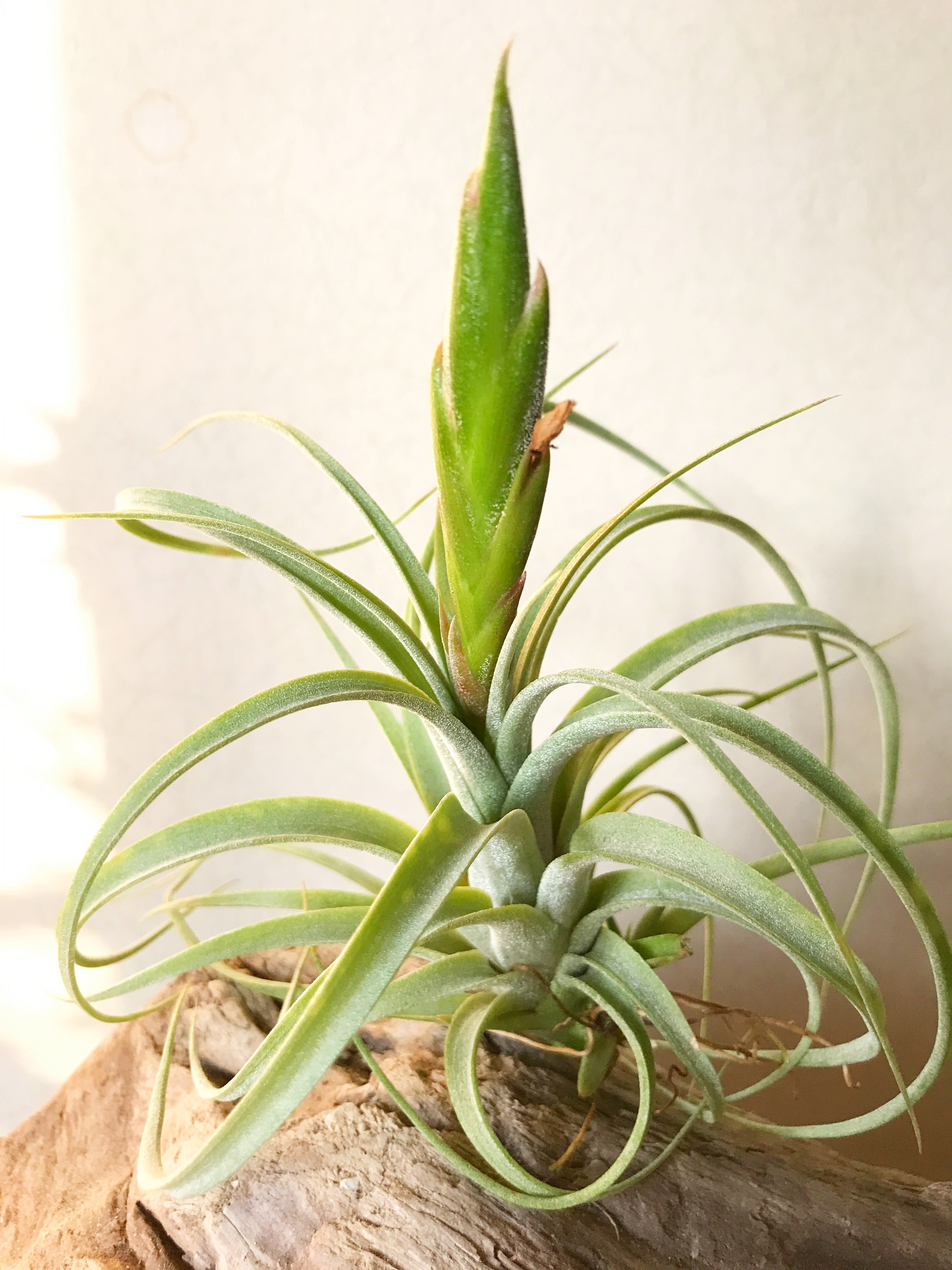 チランジア・コンコロール×ストレプトフィラ Tillandsia concolor × T 