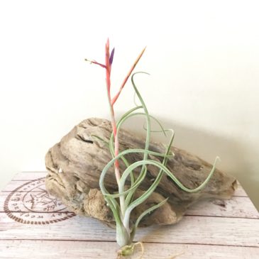 チランジア・アリザジュリア×プルイノーサ　Tillandsia arhiza-Juliae × T. pruinosa　ティランジア育て方　図鑑