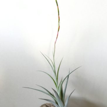チランジア・アルビダ×インターメディア　Tillandsia albida x T. intermedia（Vivipara）　ティランジア育て方　図鑑