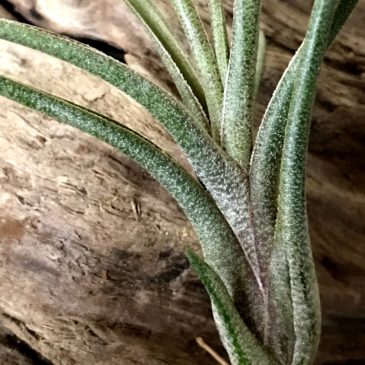 チランジア・ブッツィー×イオナンタ　Tillandsia butzii × T. ionantha　ティランジア育て方　図鑑