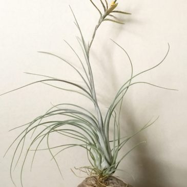 チランジア・ディスティカ・ペトレア　Tillandsia disticha ‘Petrea’ （var. petrea）　ティランジア育て方　図鑑