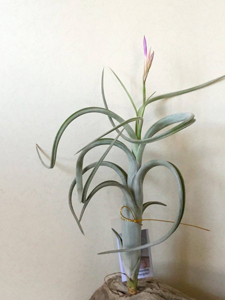 チランジア・インターメディア・ミニパープル　Tillandsia intermedia ‘Mini purple’