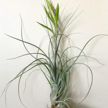 チランジア・カプトメデューサ×フラベラータ　Tillandsia caput-medusae × T. flabellata　ティランジア育て方　図鑑