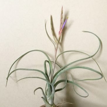 チランジア・カプトメデューサ×プセウドベイレイ　Tillandsia caput-medusae × T. pseudobaileyi　ティランジア育て方　図鑑