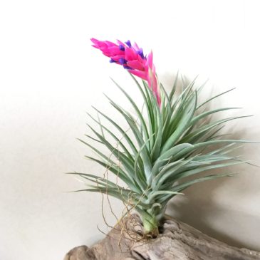 【FrontierPlants】チランジア・ストリクタ・ピンクコーン　Tillandsia stricta ‘Pink Cone’ ティランジア育て方　図鑑