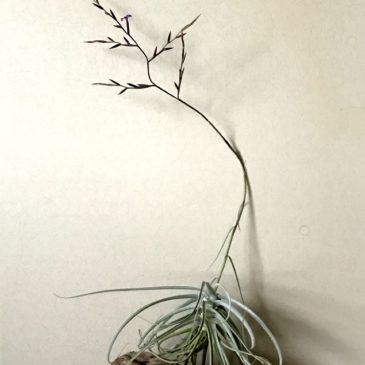【FrontierPlants】チランジア・ストラミネア×アリザ　T.straminea × T.arhiza　ティランジア育て方　図鑑
