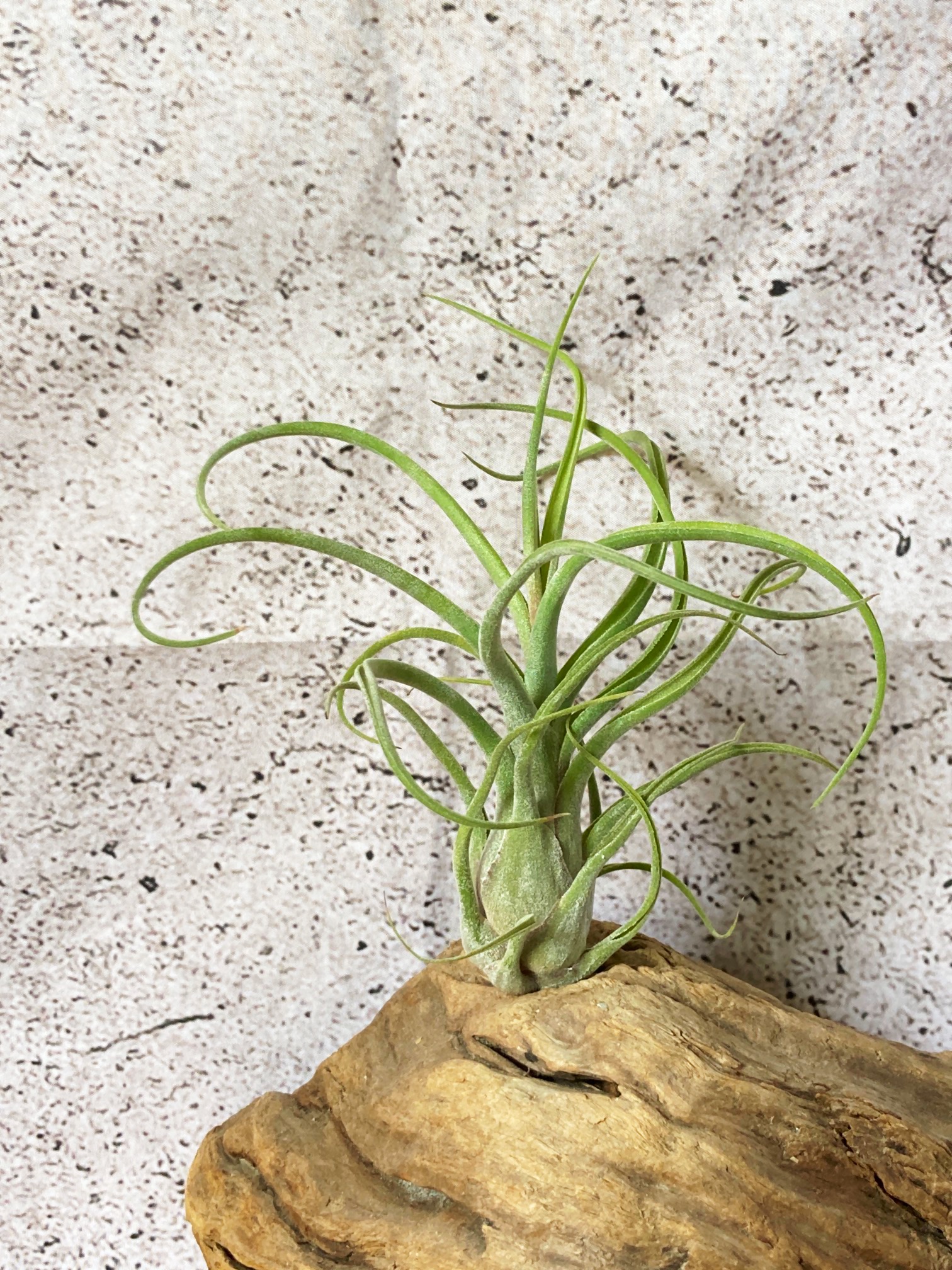 チランジア アングローサ観葉植物 - ブロメリア・エアープランツ