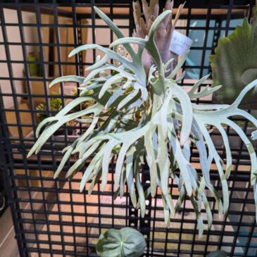 【Frontier Plants】ビカクシダ・ウィリンキー・ジェイドガール Platycerium willinckii ‘Jade Girl’　プラティケリウム 育て方　図鑑