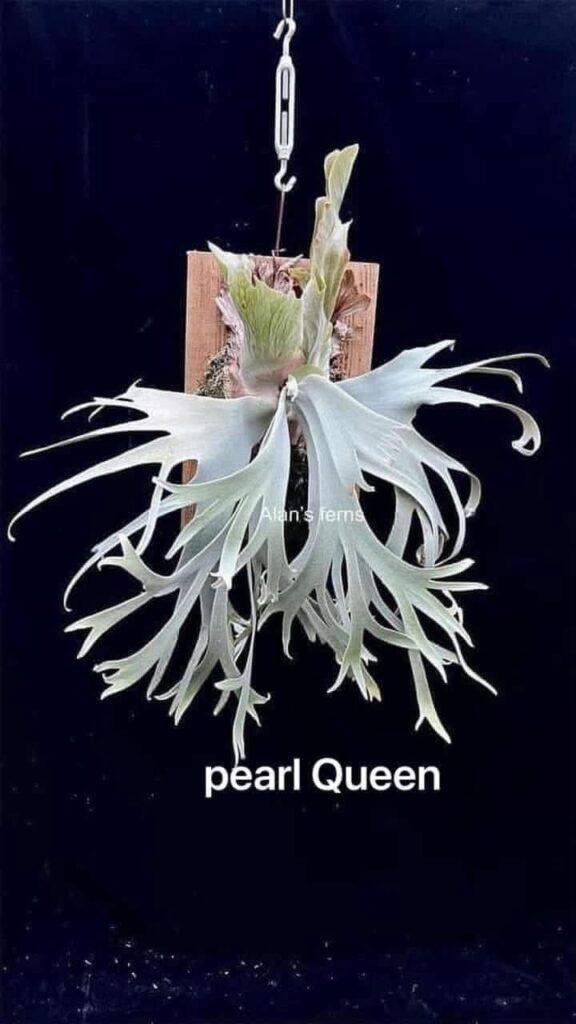 Platycerium willinckii Pearl Queen