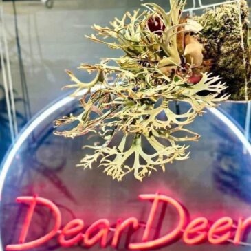 【Frontier Plants】親入荷、販売中の金童 Golden Boy、Antler　Crown他ビカクシダを紹介！！【ビカクシダ　コウモリラン　プラティケリウム】