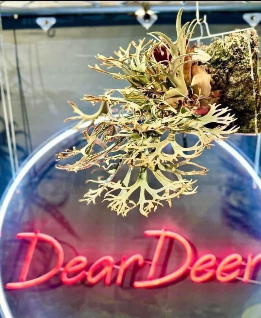 ビカクシダ・ゴールデンボーイ　金童　胞子苗　Platycerium Golden Boy