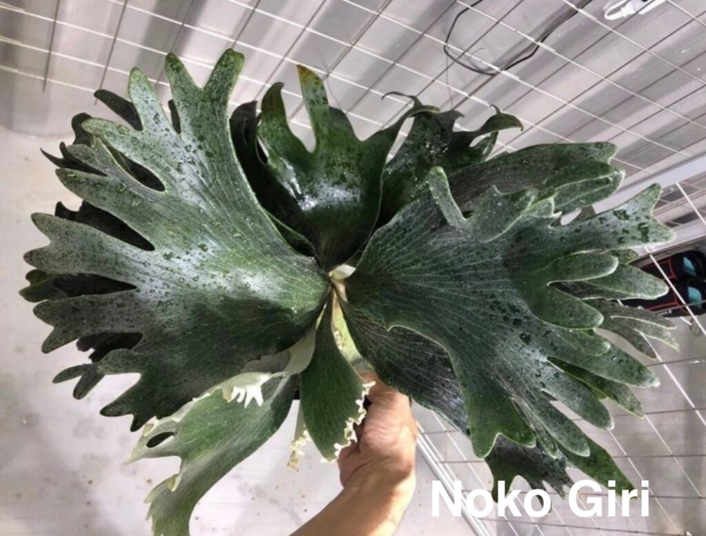 ビカクシダ・ノコギリ　P. Noko Giri （シシバ　獅子葉）