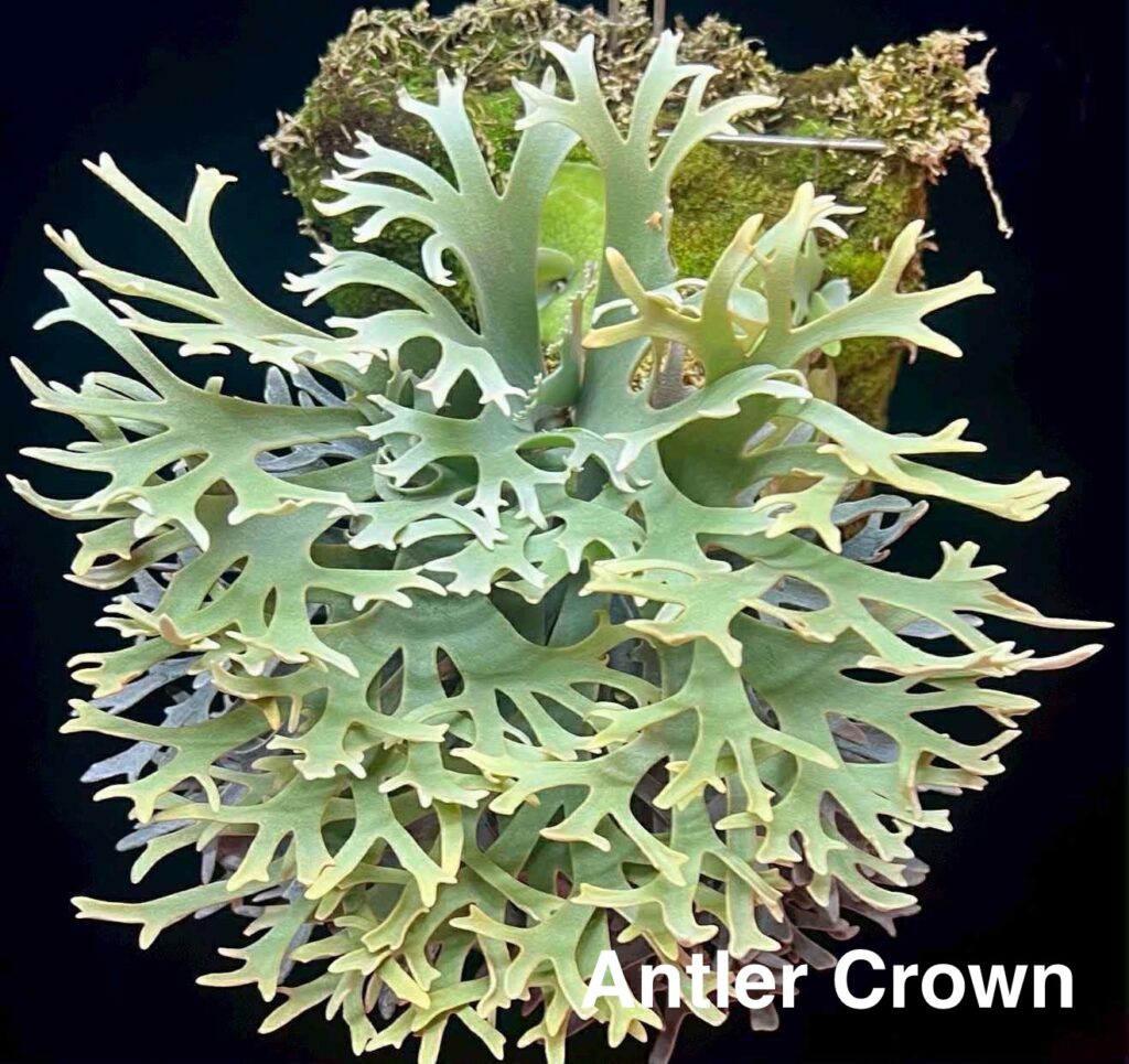ビカクシダ・アントラークラウン P. Antler Crown (Yellow Moon Dwarf spore)