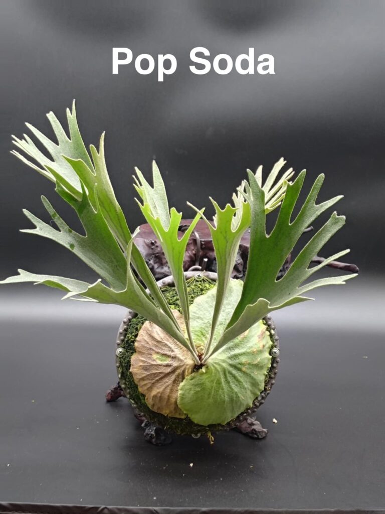 ビカクシダ・ポップソーダ（ソダ）　Platycerium Pop Soda (P.veitchii auburn river × P.ridleyi)